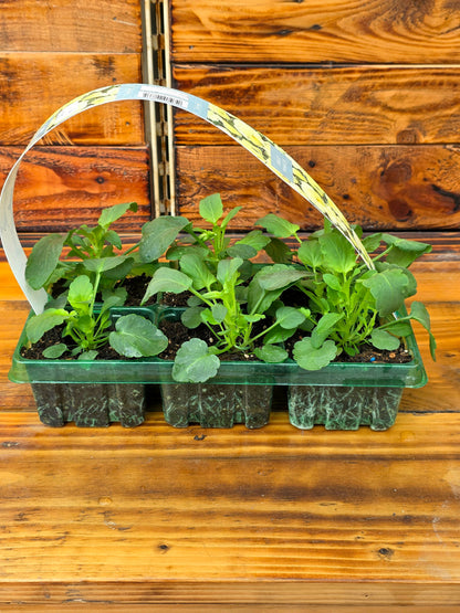 Seedlings in a green tray on a wooden surface