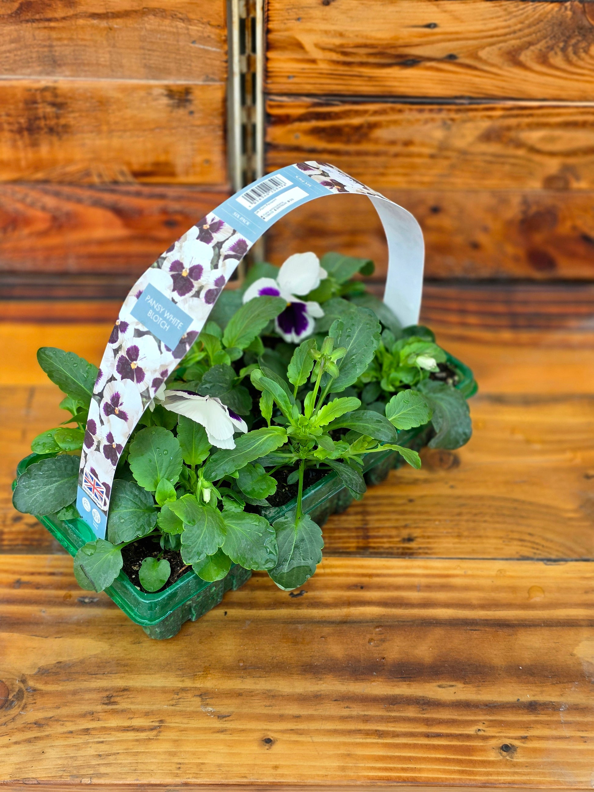 Small potted plant with a decorative tag on a wooden surface