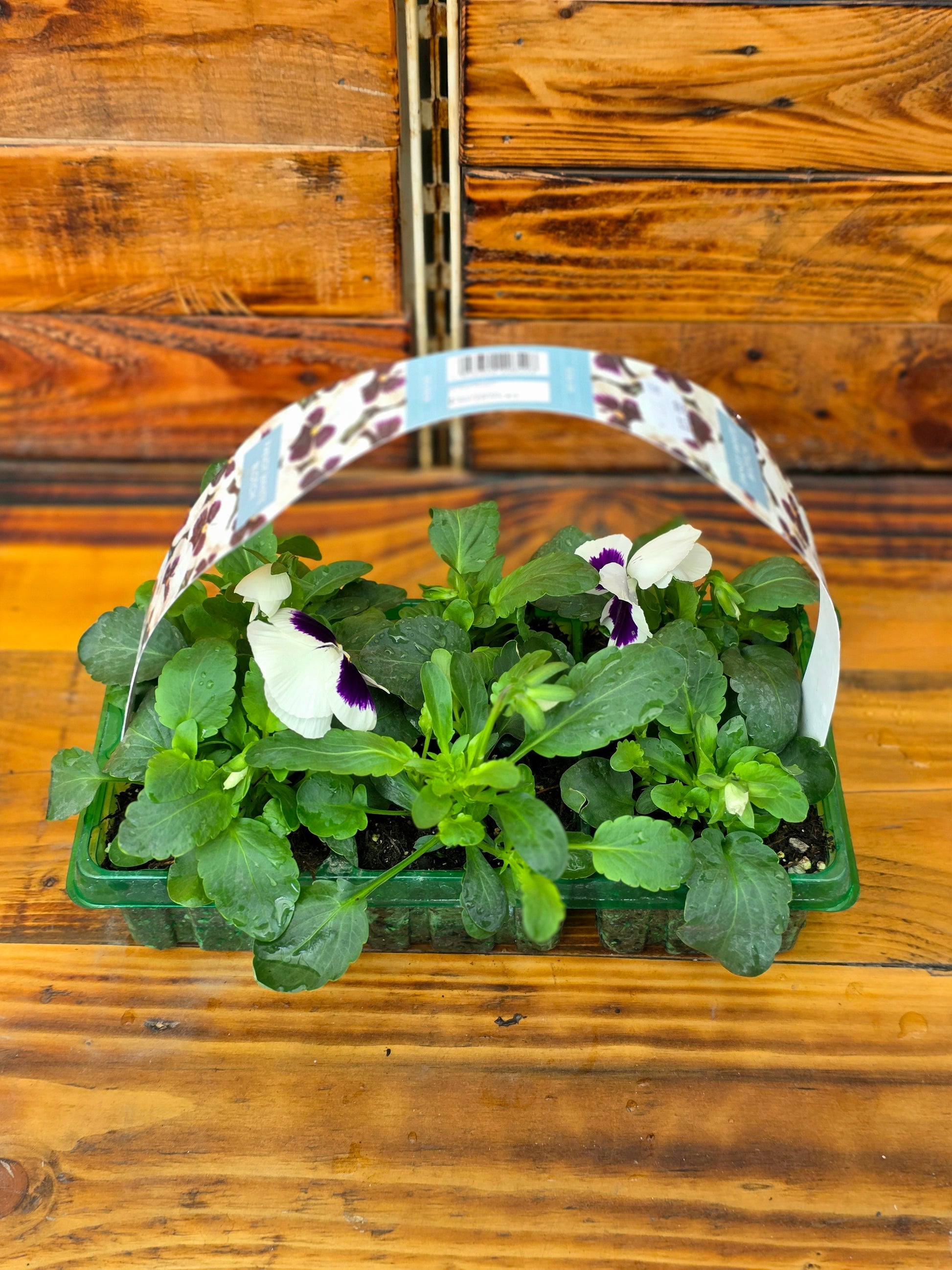 Small potted plant with a decorative tag on a wooden surface