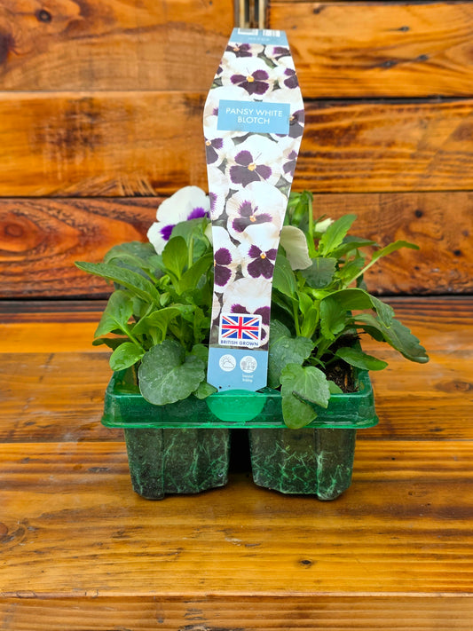 Two potted plants in a green tray with a decorative label on a wooden surface