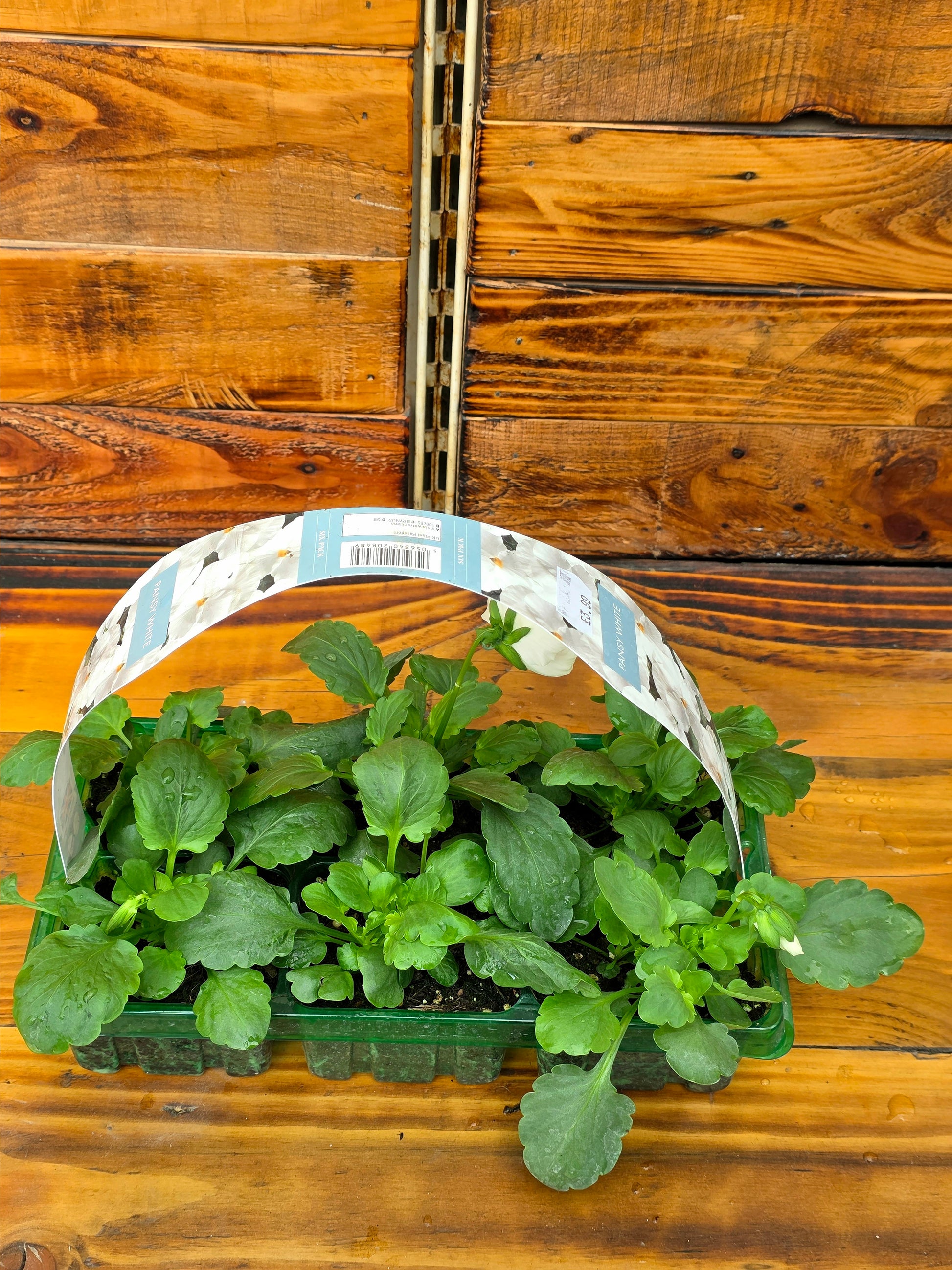 Bunch of green leafy plants in a clear plastic container on a wooden surface
