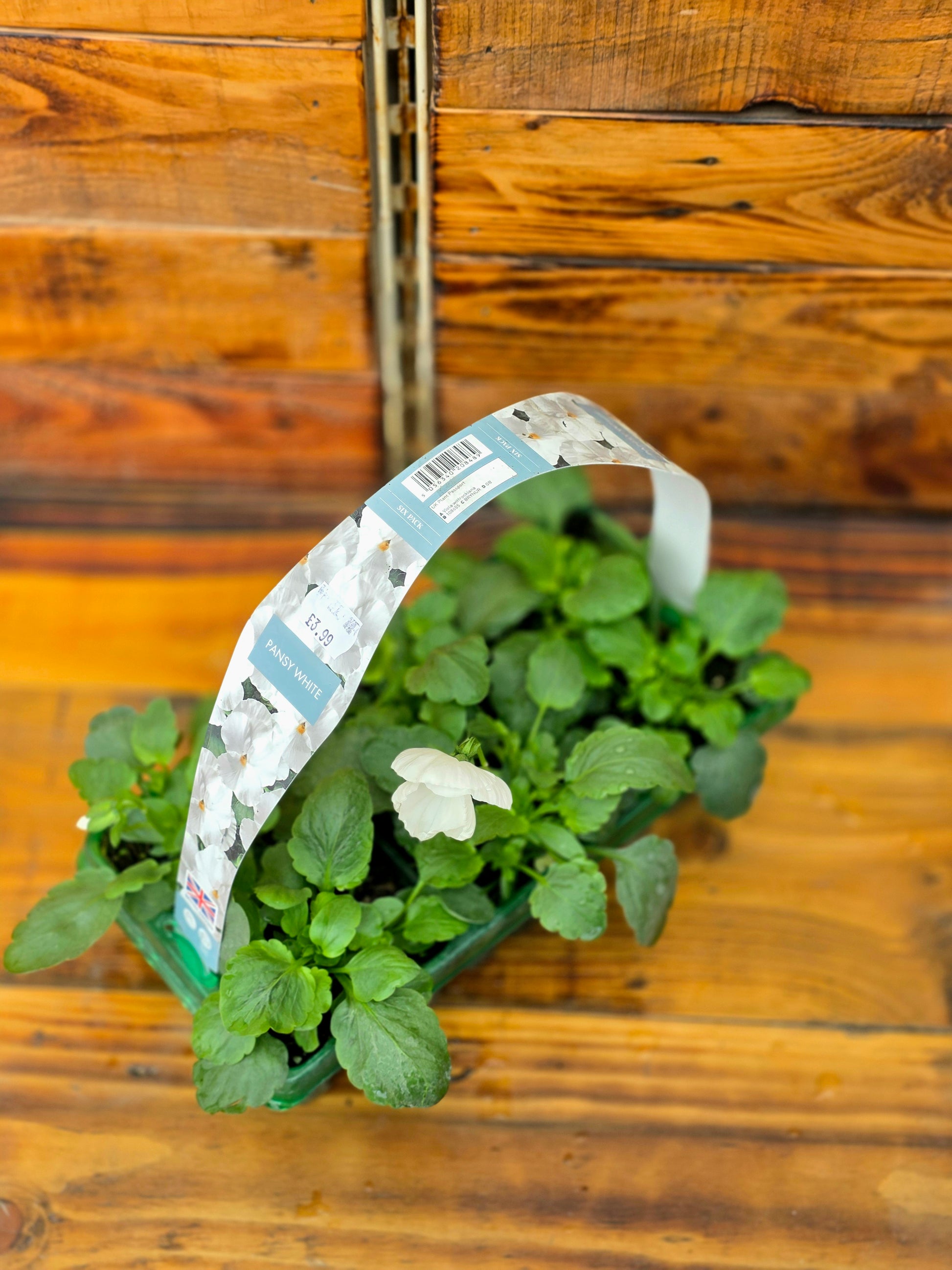 Small potted plant with a label on a wooden surface