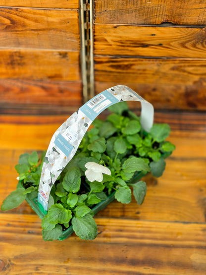 Small potted plant with a label on a wooden surface
