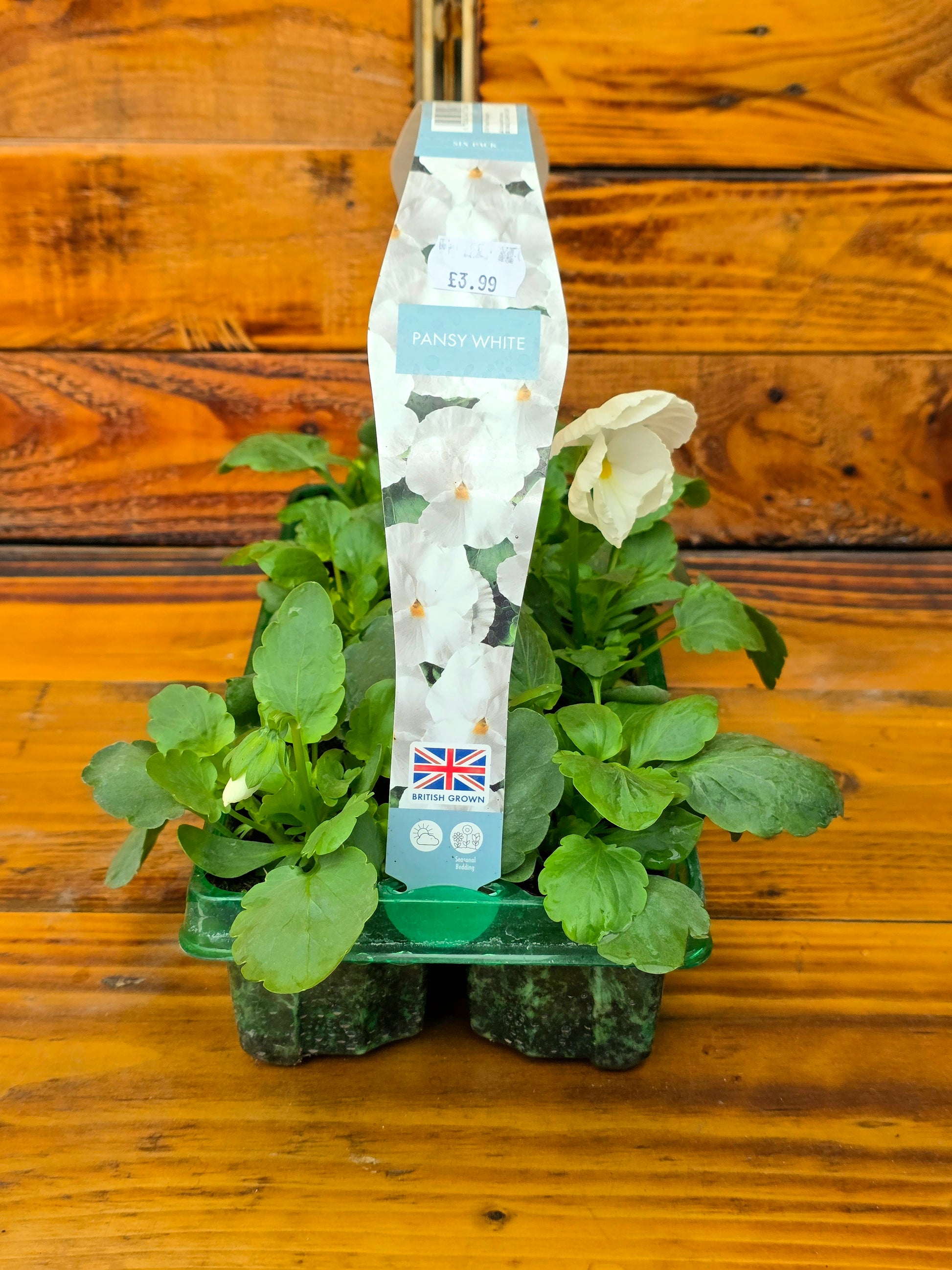 Two potted plants with a label on a wooden surface