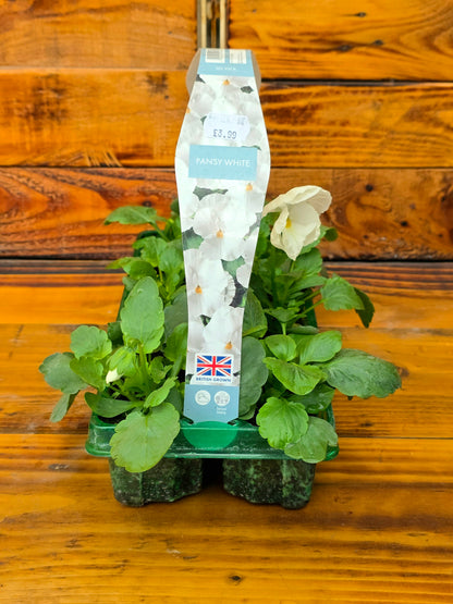Two potted plants with a label on a wooden surface