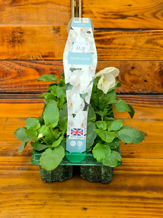 Two potted plants with a label on a wooden surface