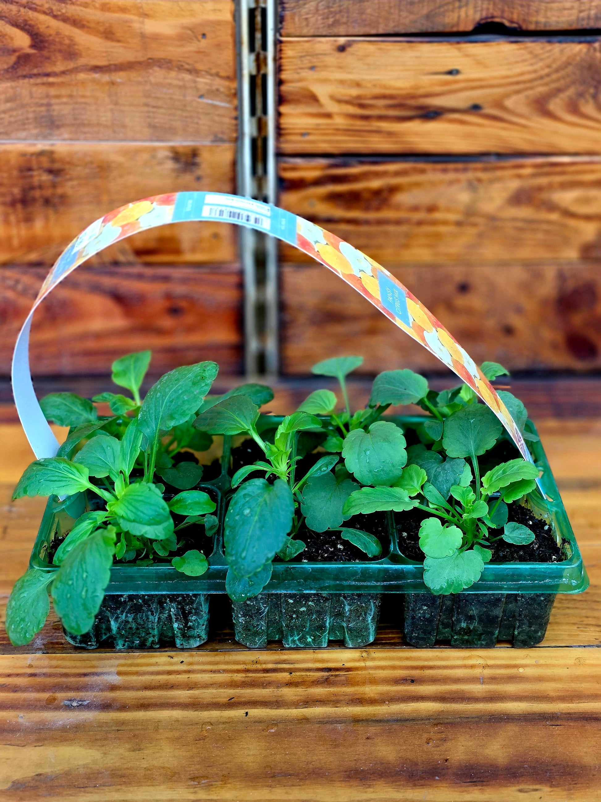 Plants in a pot with a decorative label on a wooden surface