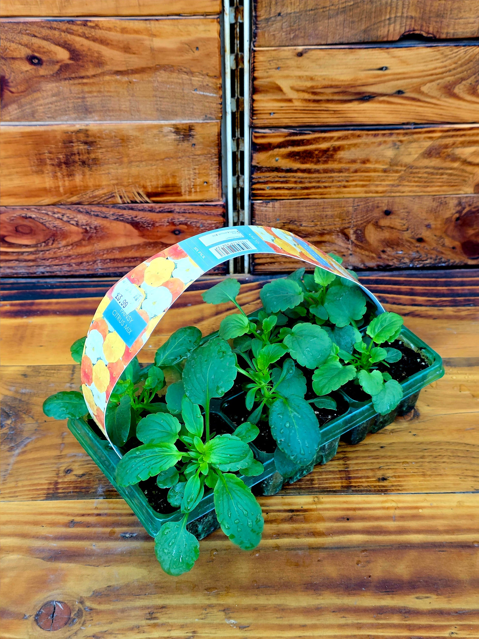 Green seedlings in a plastic tray with a colorful label on a wooden surface
