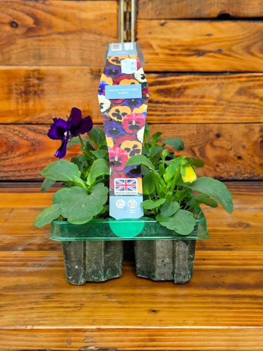 Potted plant with a colourful label on a wooden surface