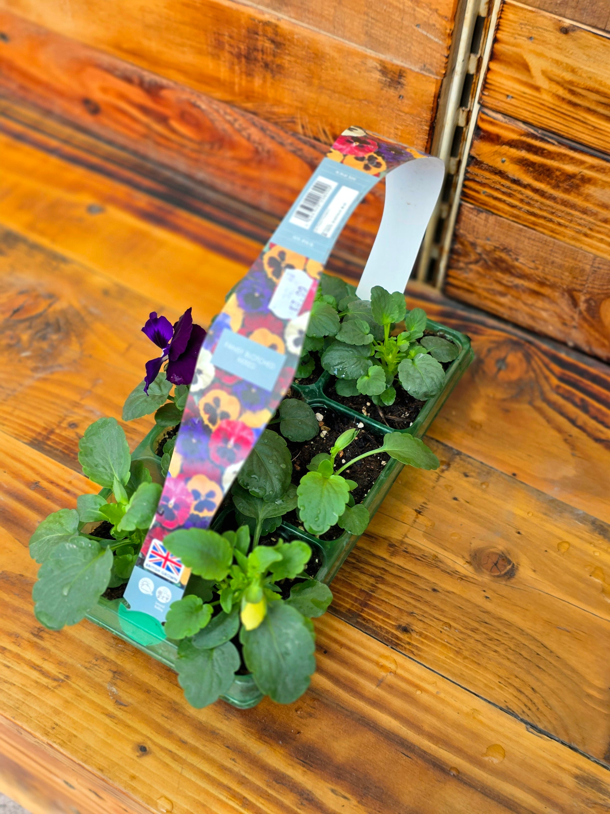 Potted plant with a colourful label on a wooden surface