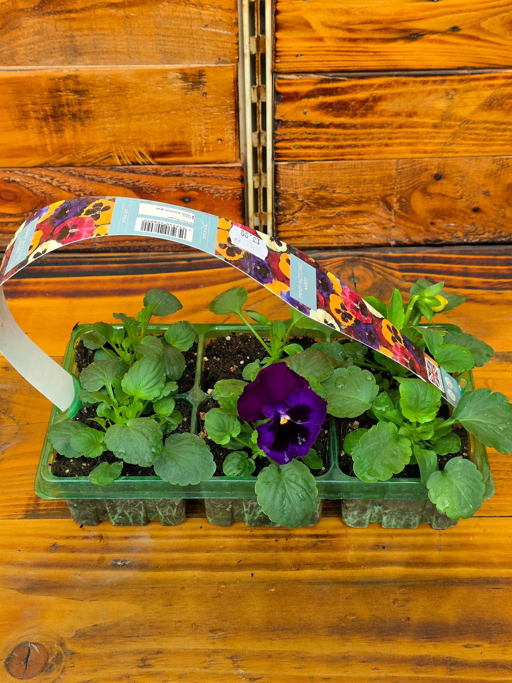Potted plant with a colourful label on a wooden surface