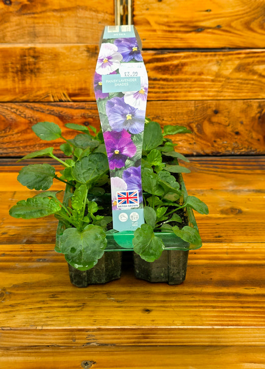 Potted plant with a decorative label on a wooden surface