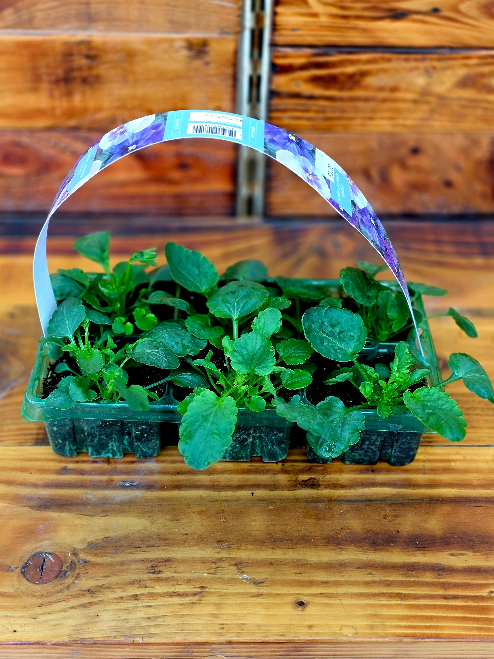 Potted plant with a decorative label on a wooden surface