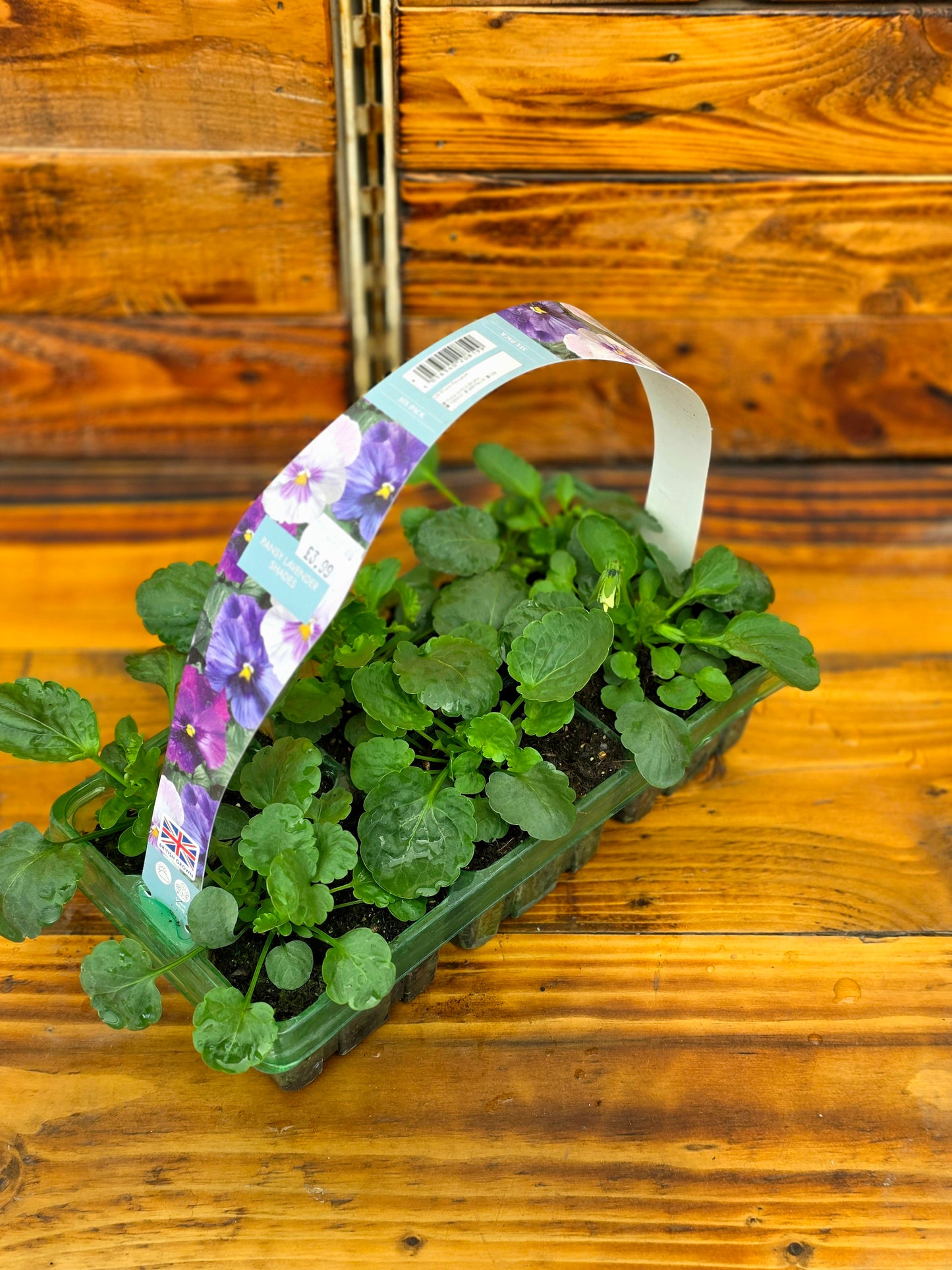 Potted plant with a decorative label on a wooden surface