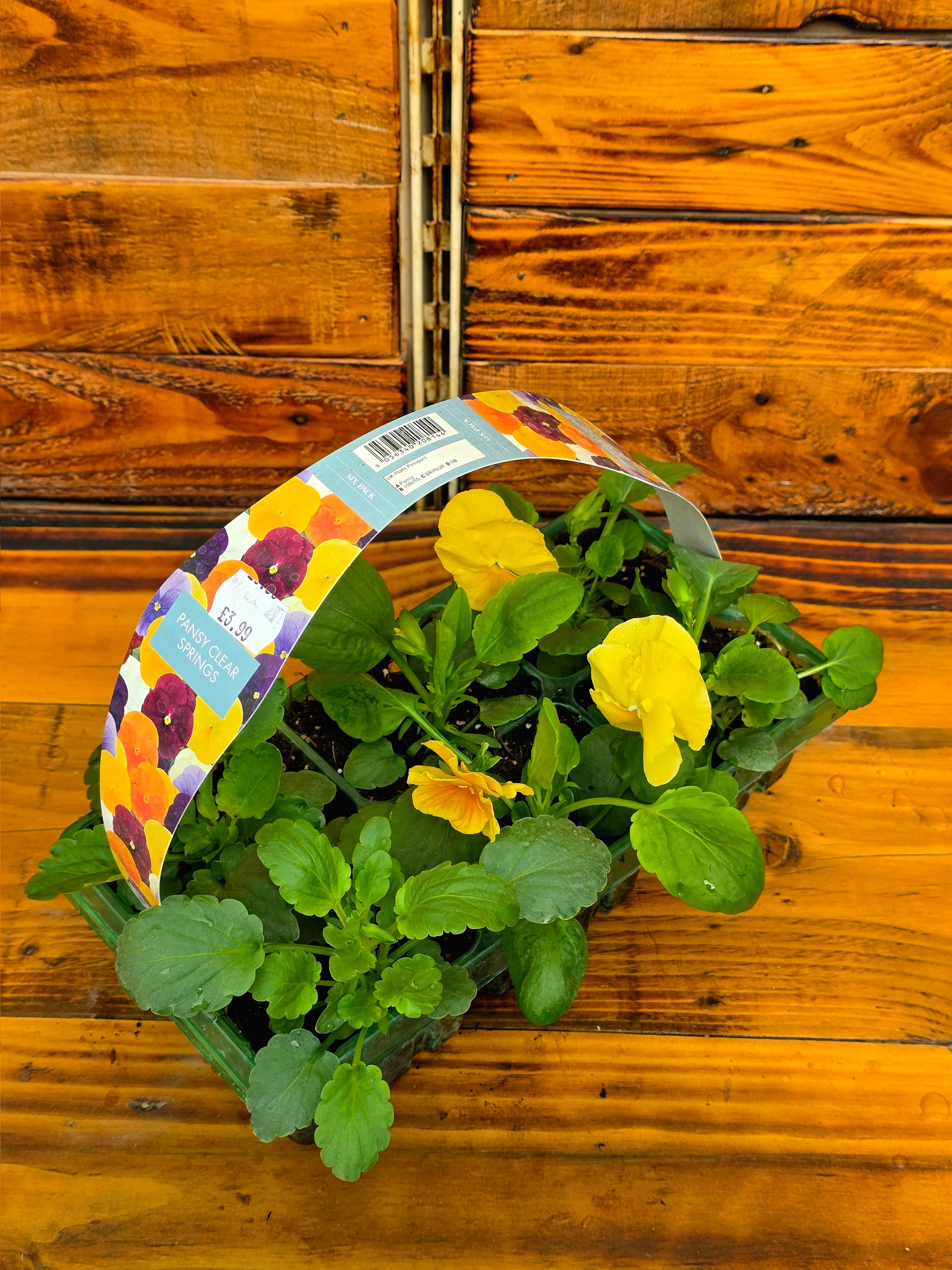 Potted plant with yellow flowers on a wooden surface