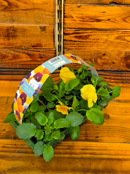 Potted plant with yellow flowers on a wooden surface