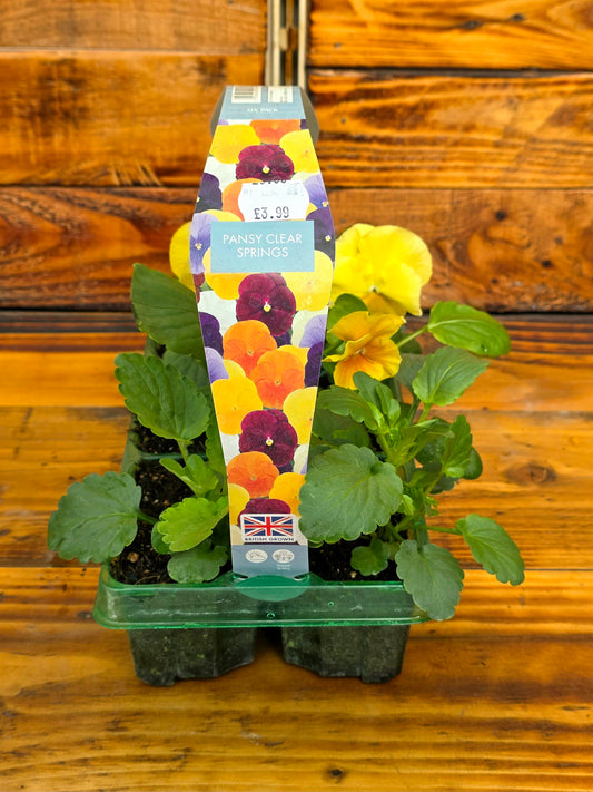 Pansy plants in a plastic tray with a colorful packaging label on a wooden surface.