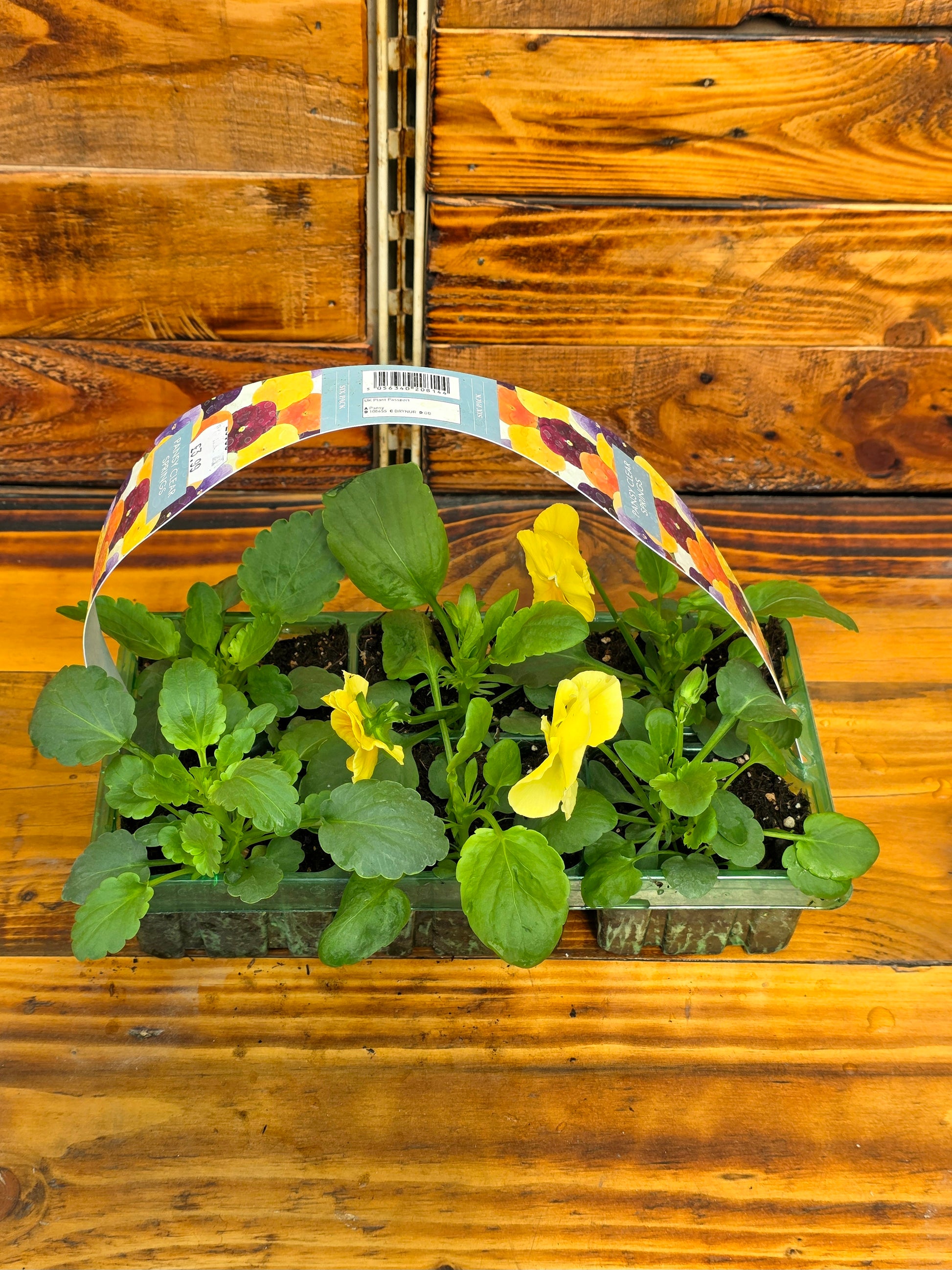 Plants in a pot with a colorful label on a wooden surface