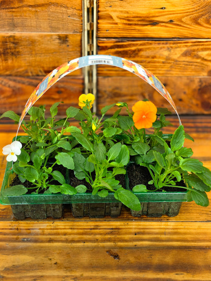 Tray of young plants with colorful flowers on a wooden surface