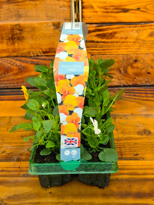 Plants in a pot with a colorful label on a wooden surface