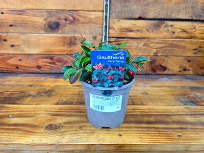 Potted plant with a label on a wooden surface