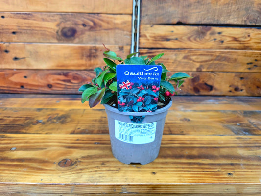 Potted plant with a label on a wooden surface