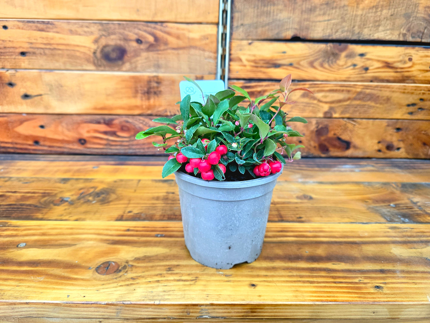 Potted plant with red berries on a wooden surface