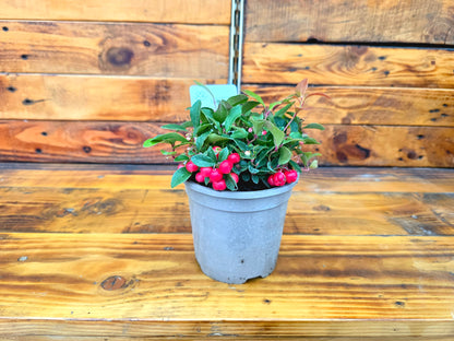 Potted plant with red berries on a wooden surface