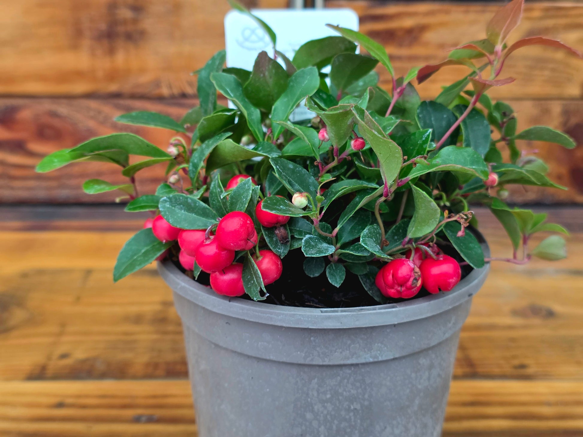 Potted plant with red berries on a wooden surface
