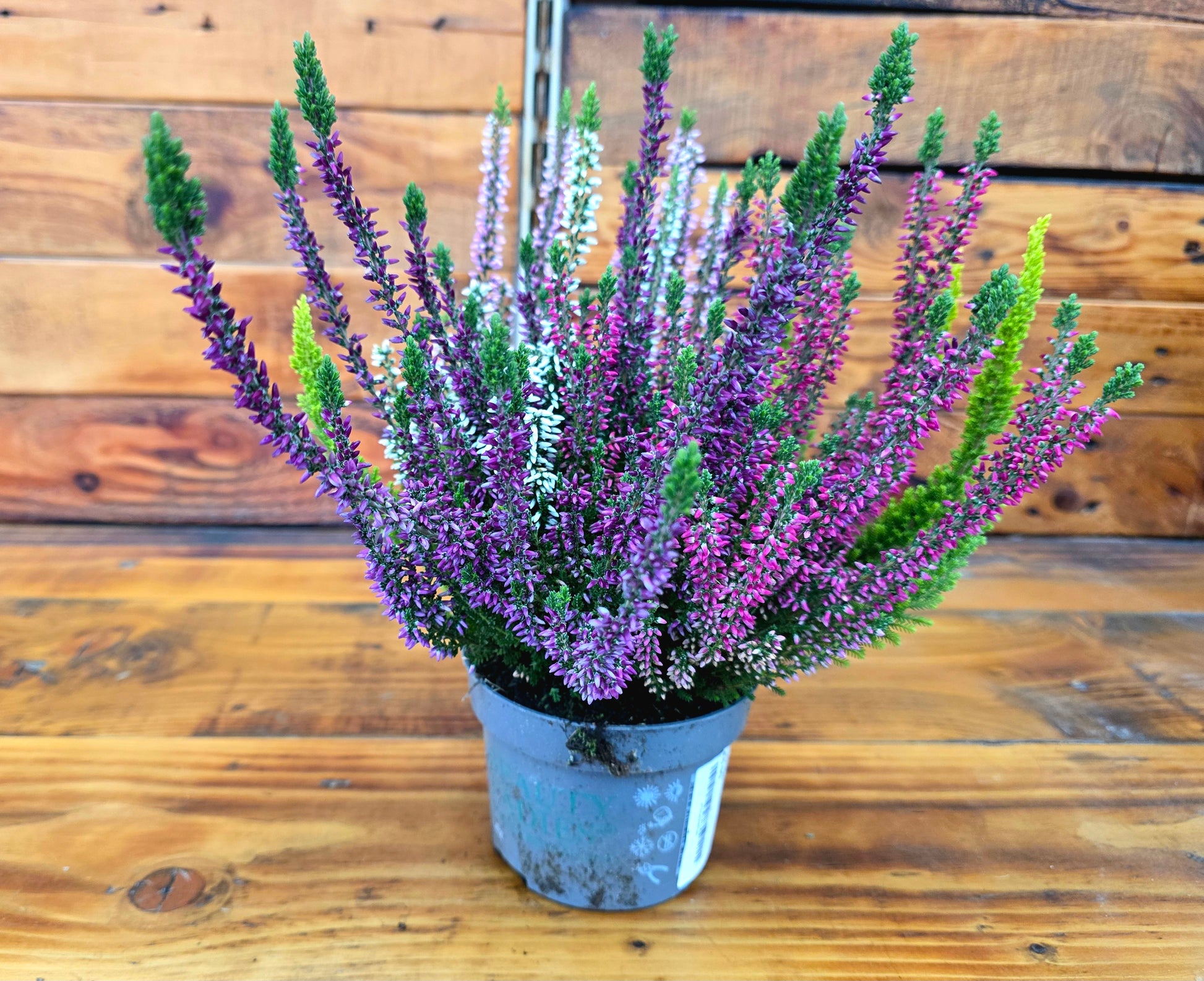 Potted plant with purple and green flowers on a wooden surface