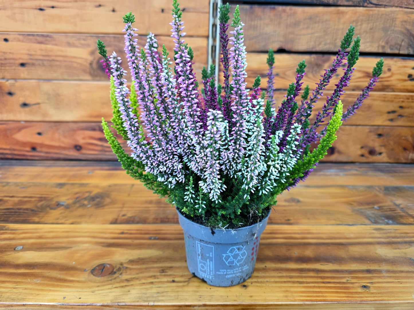 Potted plant with purple and green flowers on a wooden surface