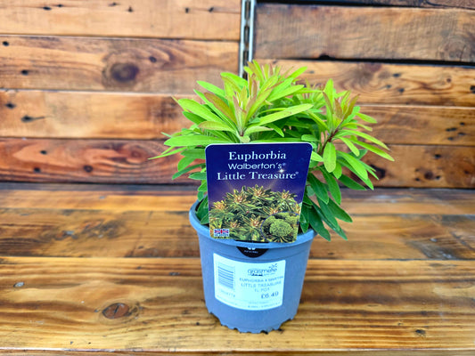 Potted Euphorbia plant with a label on a wooden surface