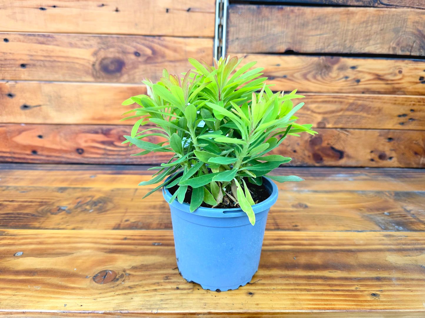 Potted plant on a wooden surface