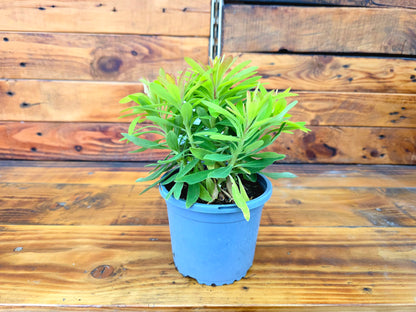 Potted plant on a wooden surface