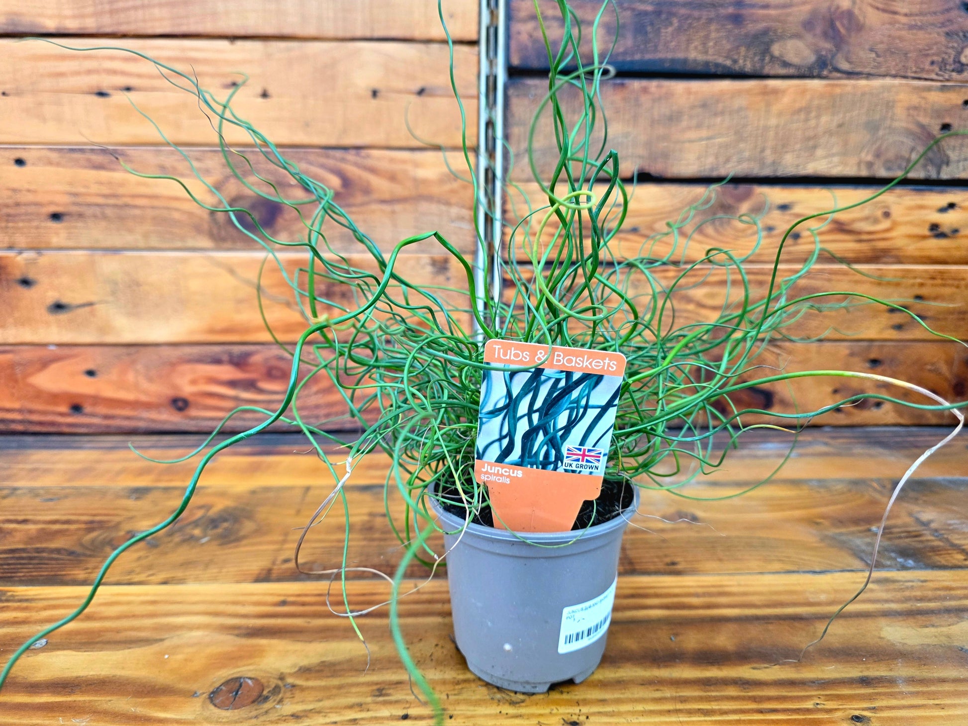 Potted plant with a label on a wooden surface