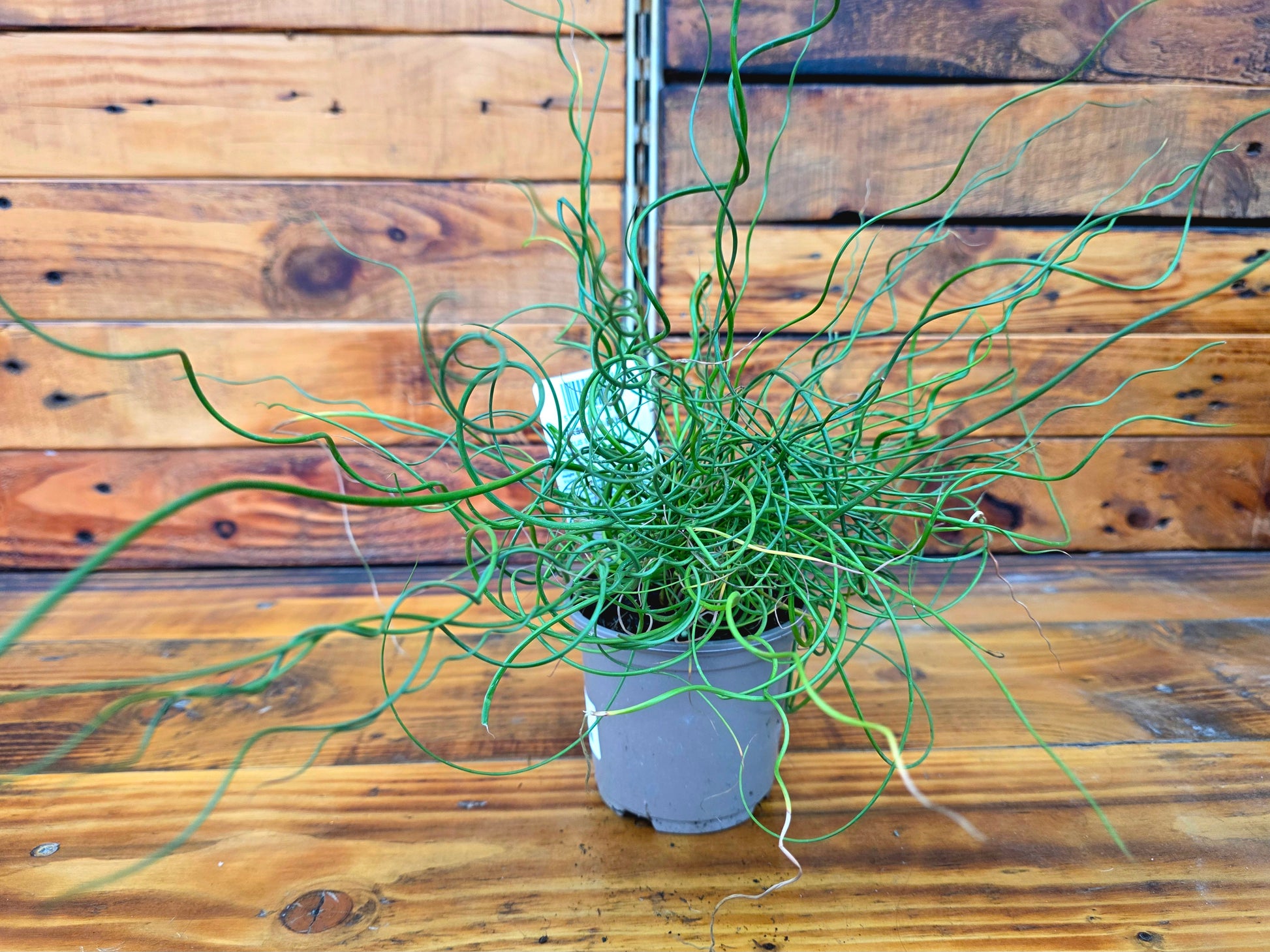 Potted plant with long, thin green leaves on a wooden surface