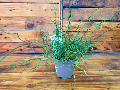 Potted plant with long, thin green leaves on a wooden surface