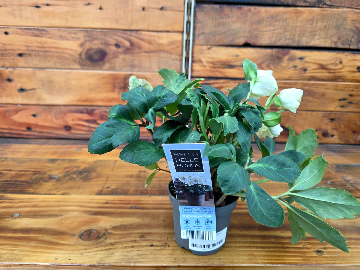 Potted plant with a label on a wooden surface