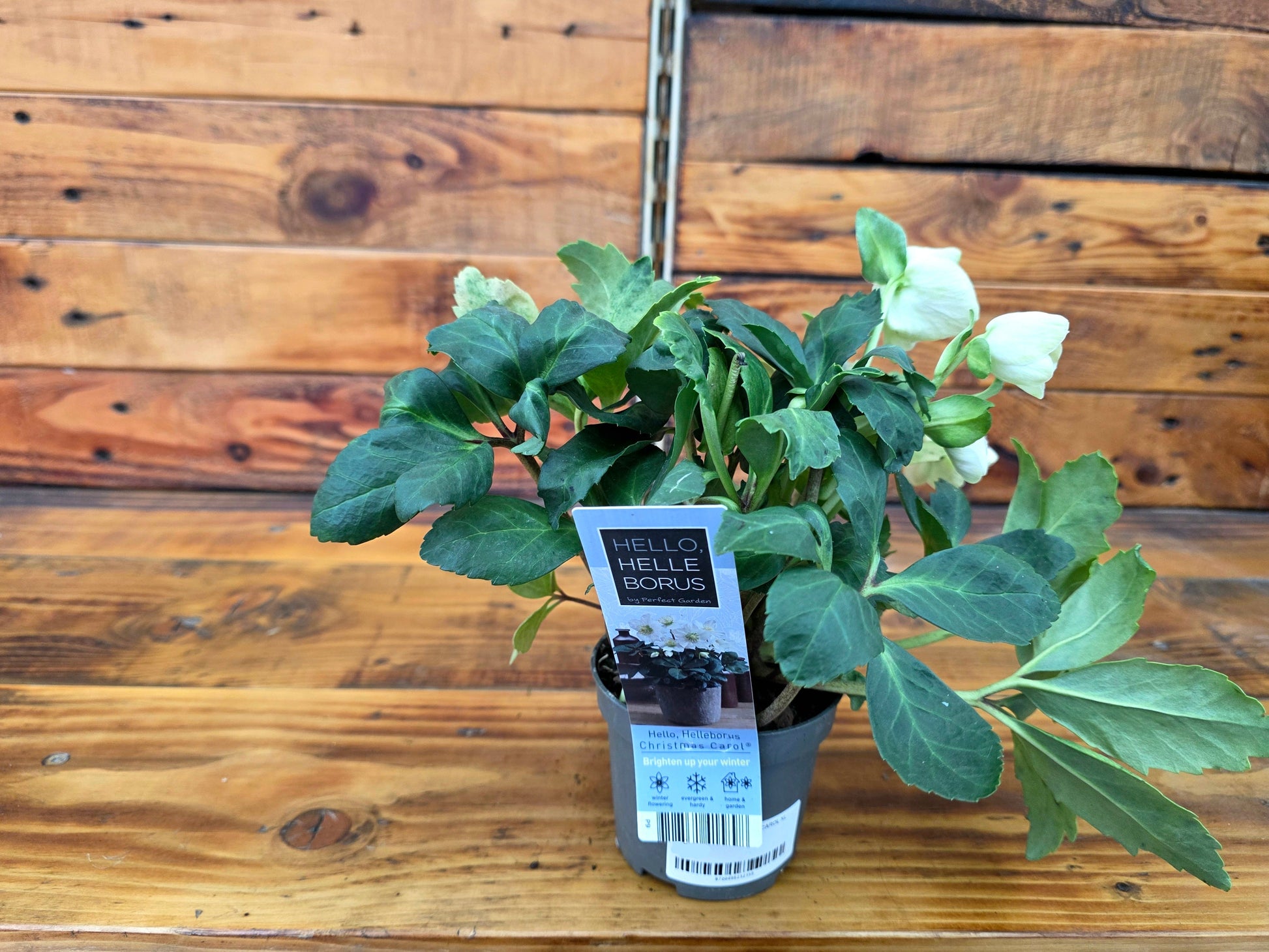 Potted plant with a label on a wooden surface