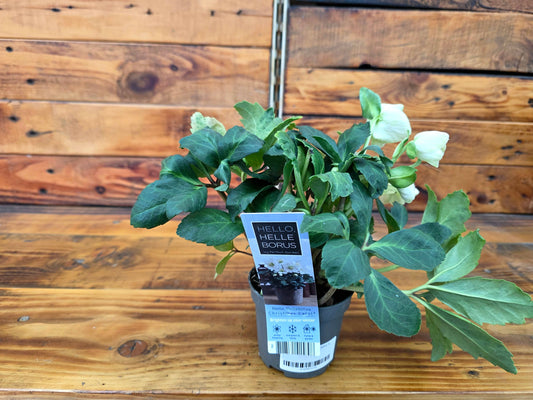 Potted plant with a label on a wooden surface