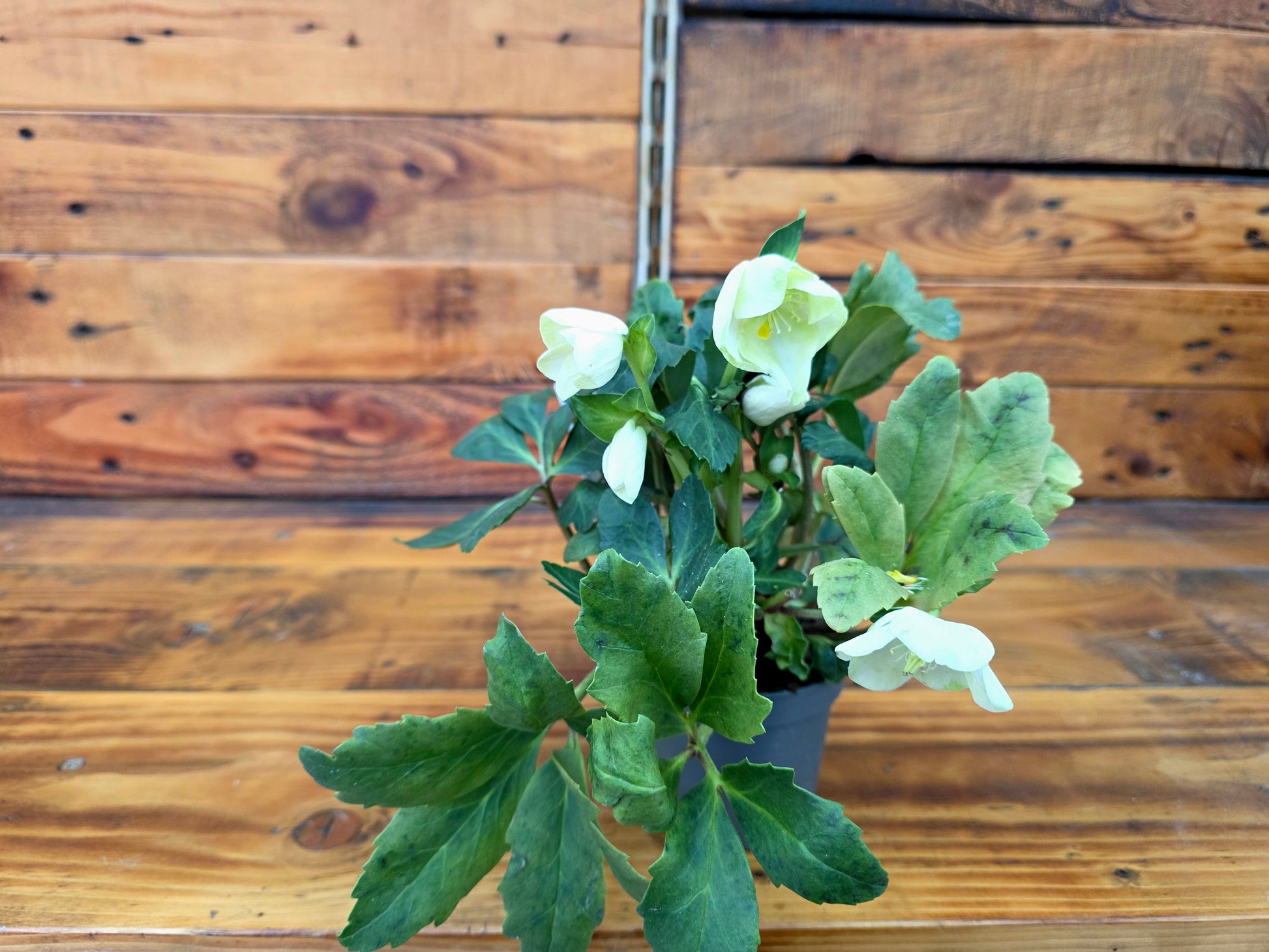 Potted plant with white flowers and green leaves against a wooden background