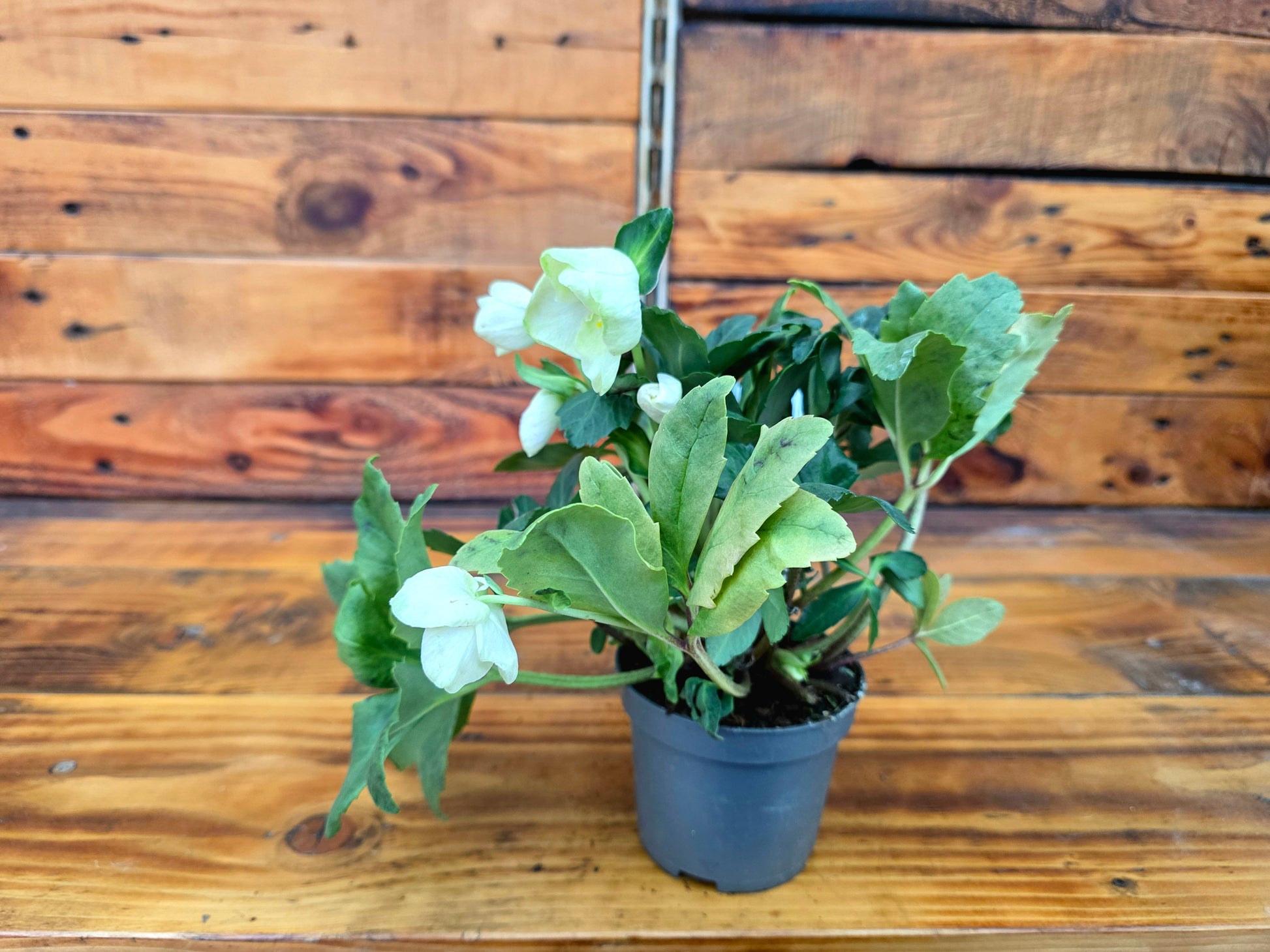 Potted plant with white flowers and green leaves against a wooden background
