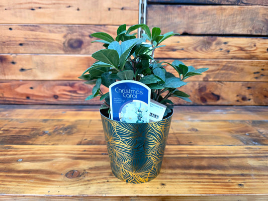 Potted plant with a decorative pot on a wooden surface