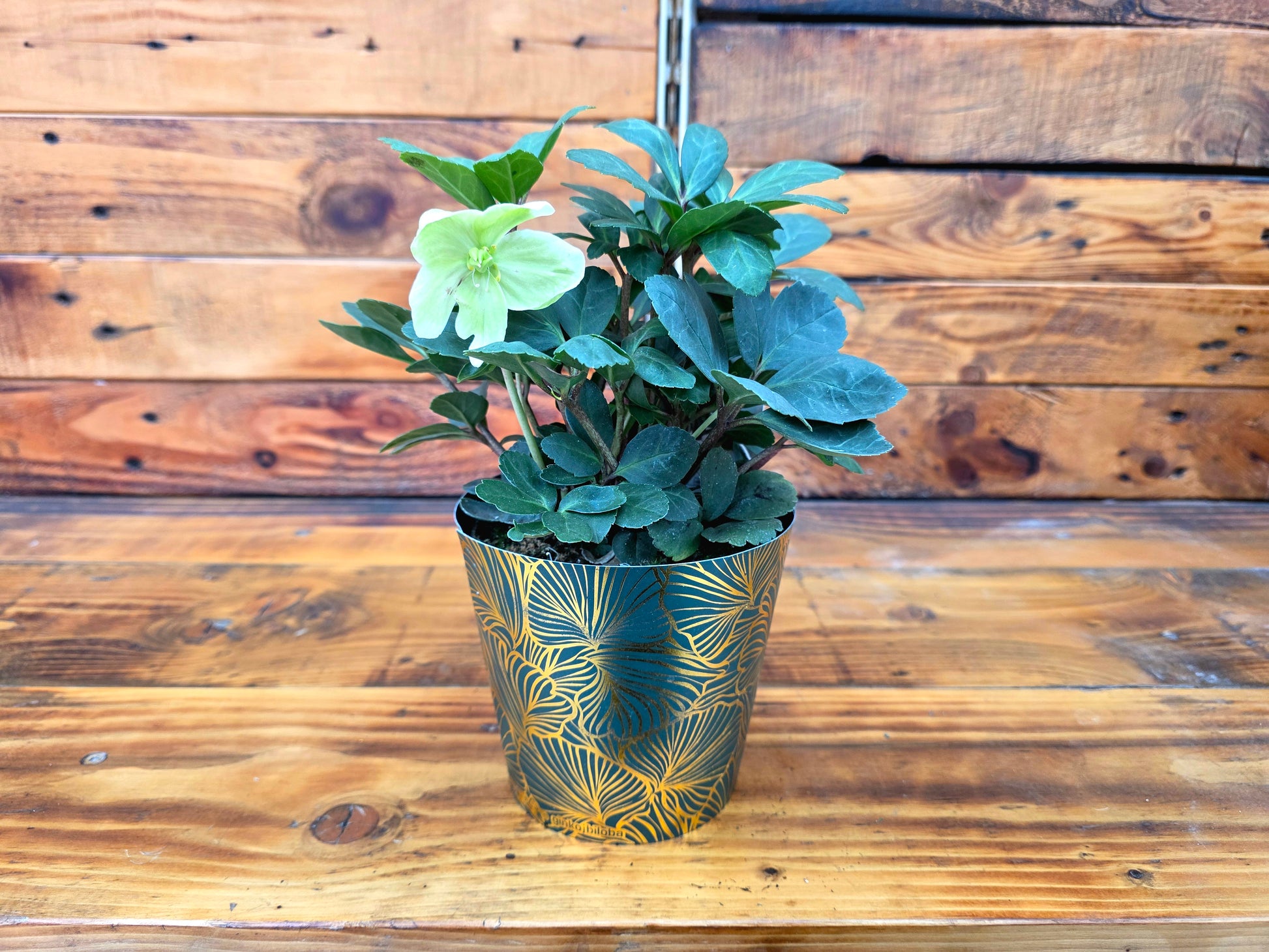 Potted plant with a decorative pot on a wooden surface