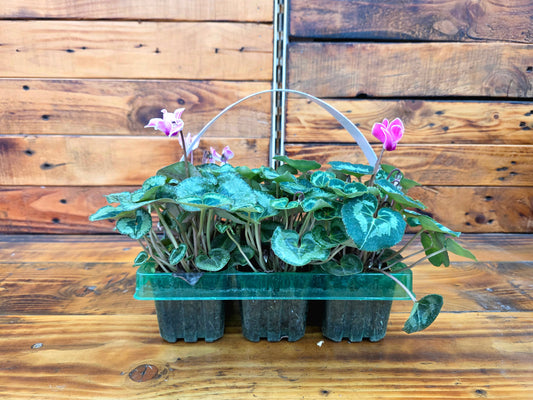 Potted plants in a clear plastic tray against a wooden background