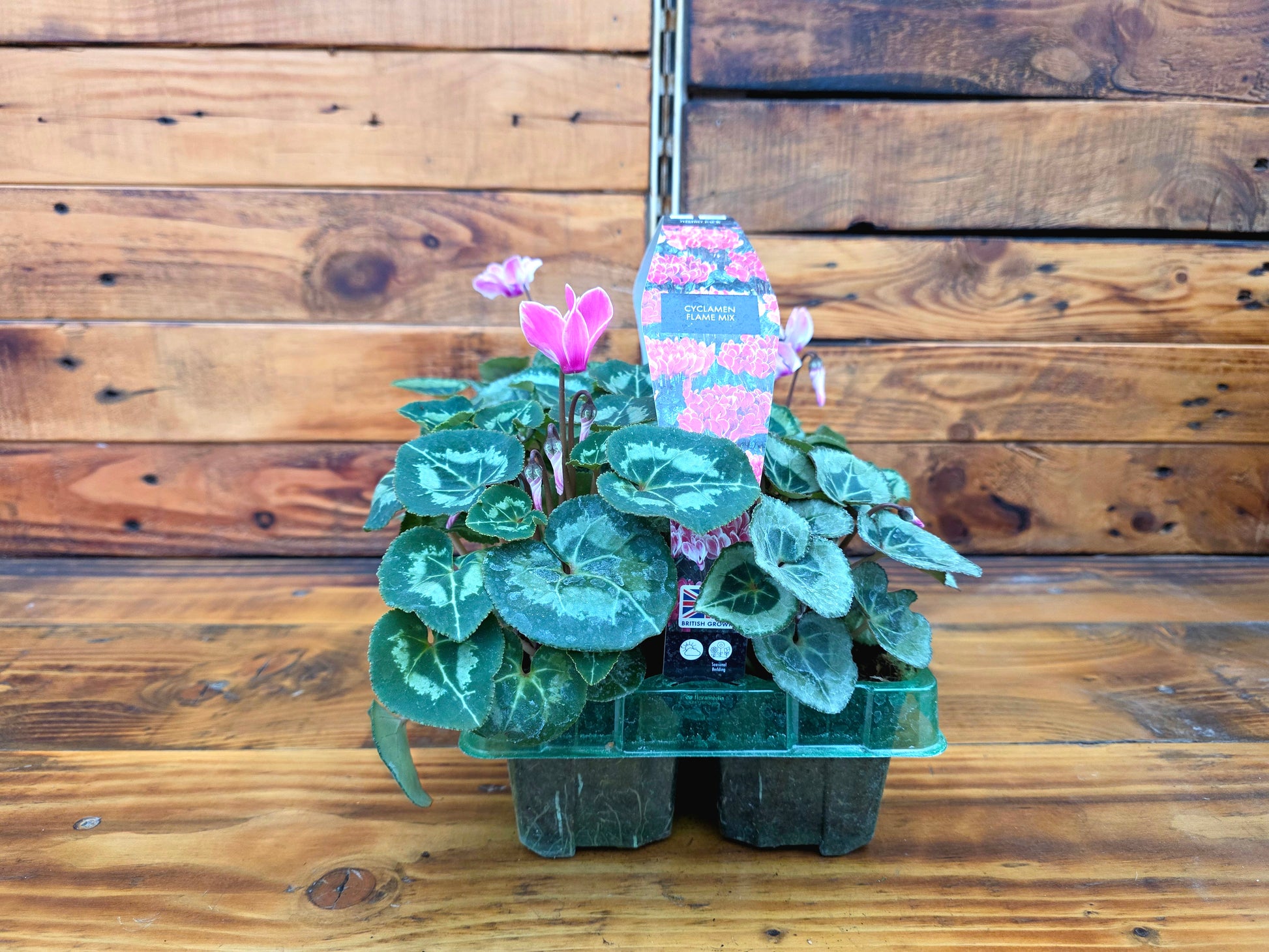 Potted plants in a clear plastic tray against a wooden background