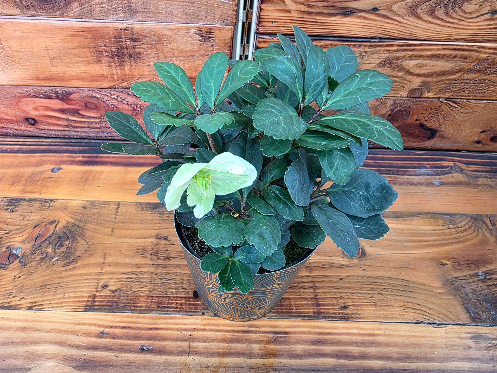 Potted plant with a decorative pot on a wooden surface