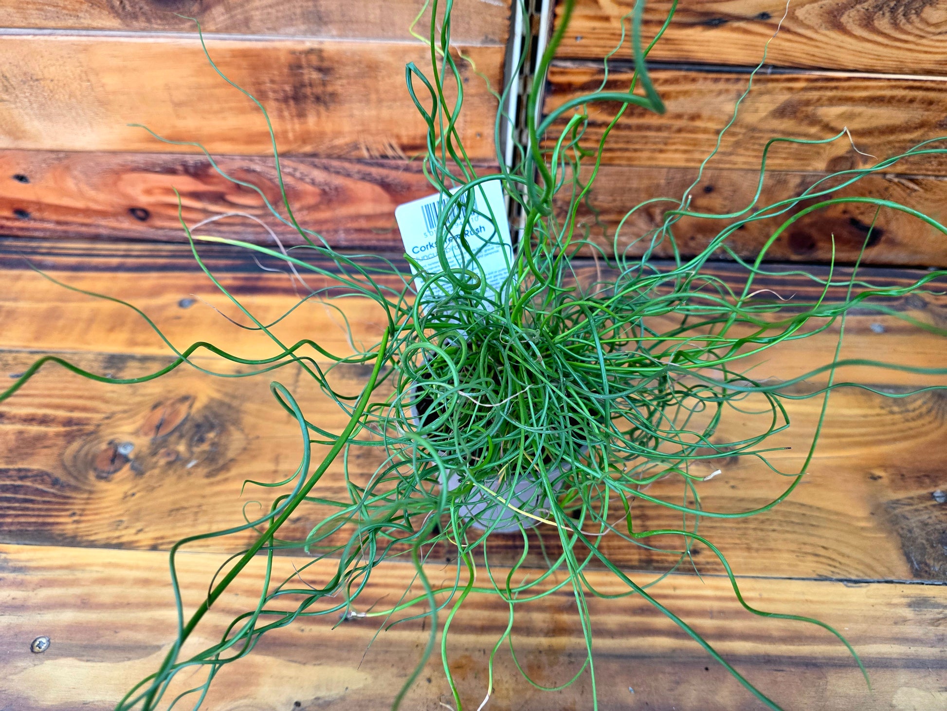 Potted plant with long, thin green leaves on a wooden surface