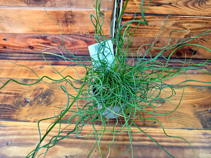 Potted plant with long, thin green leaves on a wooden surface