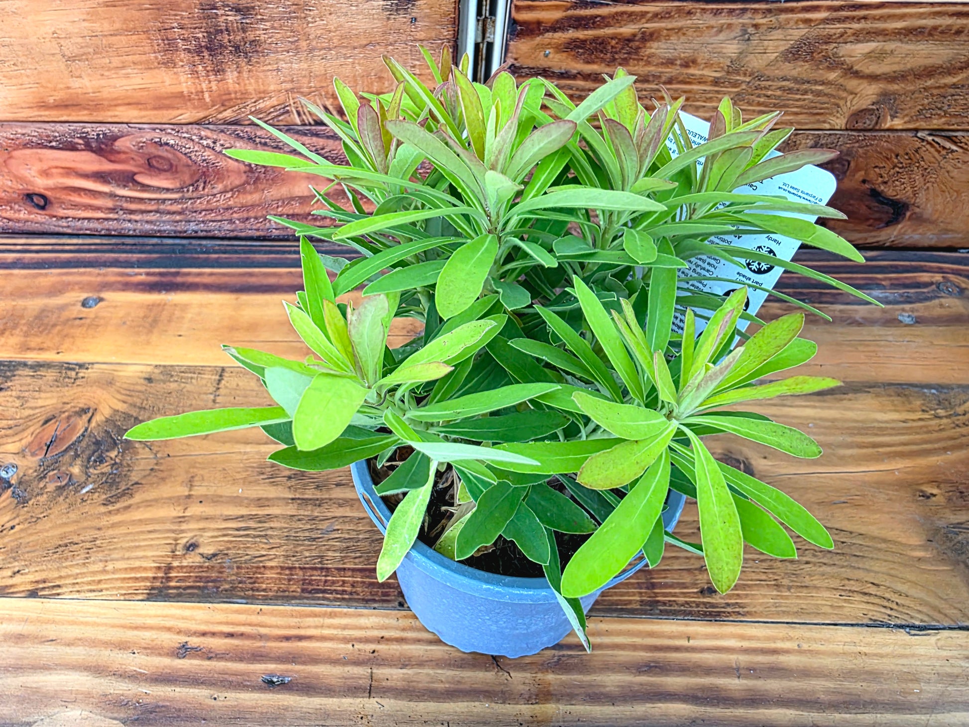 Potted plant on a wooden surface
